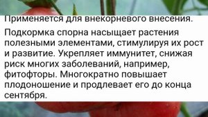 «Стыдная» подкормка помидоров, которую я делаю весь сезон… Фитофторы нет, а урожай ящиками!