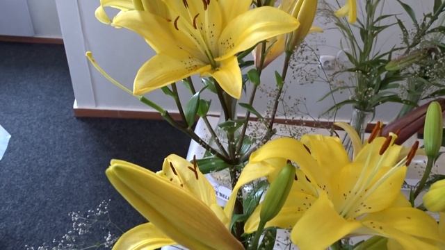 Lilium ´Yellow Diamond´ смотреть онлайн