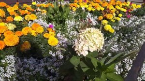 Бархатцы Тайшан