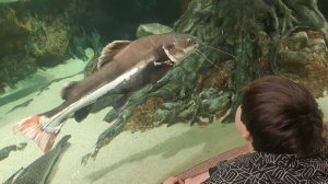 Океанариум СПб