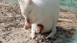 Парк Львов Тайган в Крыму! Гамадрил Люська и ее компания! 2022 год.