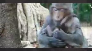 Макака всеми силами старается ограничить  baby monkey в молоке  1000033926.mp4