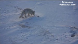 Лисица-альбинос замечена близ заказника "Удыль"
