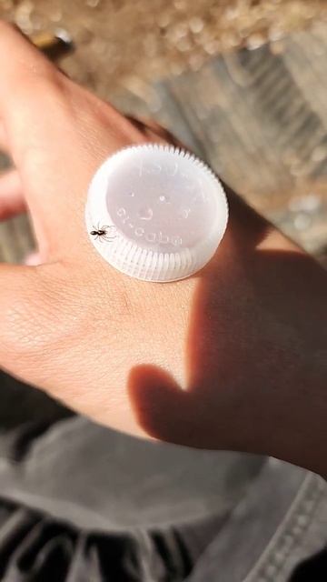 Spider That Looks Like An Ant #spider #ants #spiderants смотреть онлайн