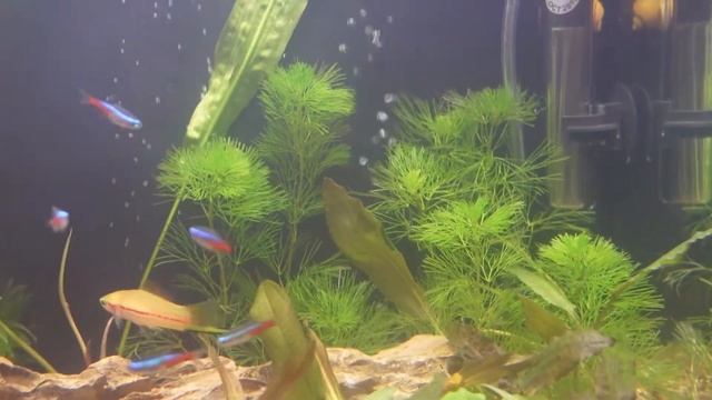 Echinodorus amazonicus y mas... смотреть онлайн