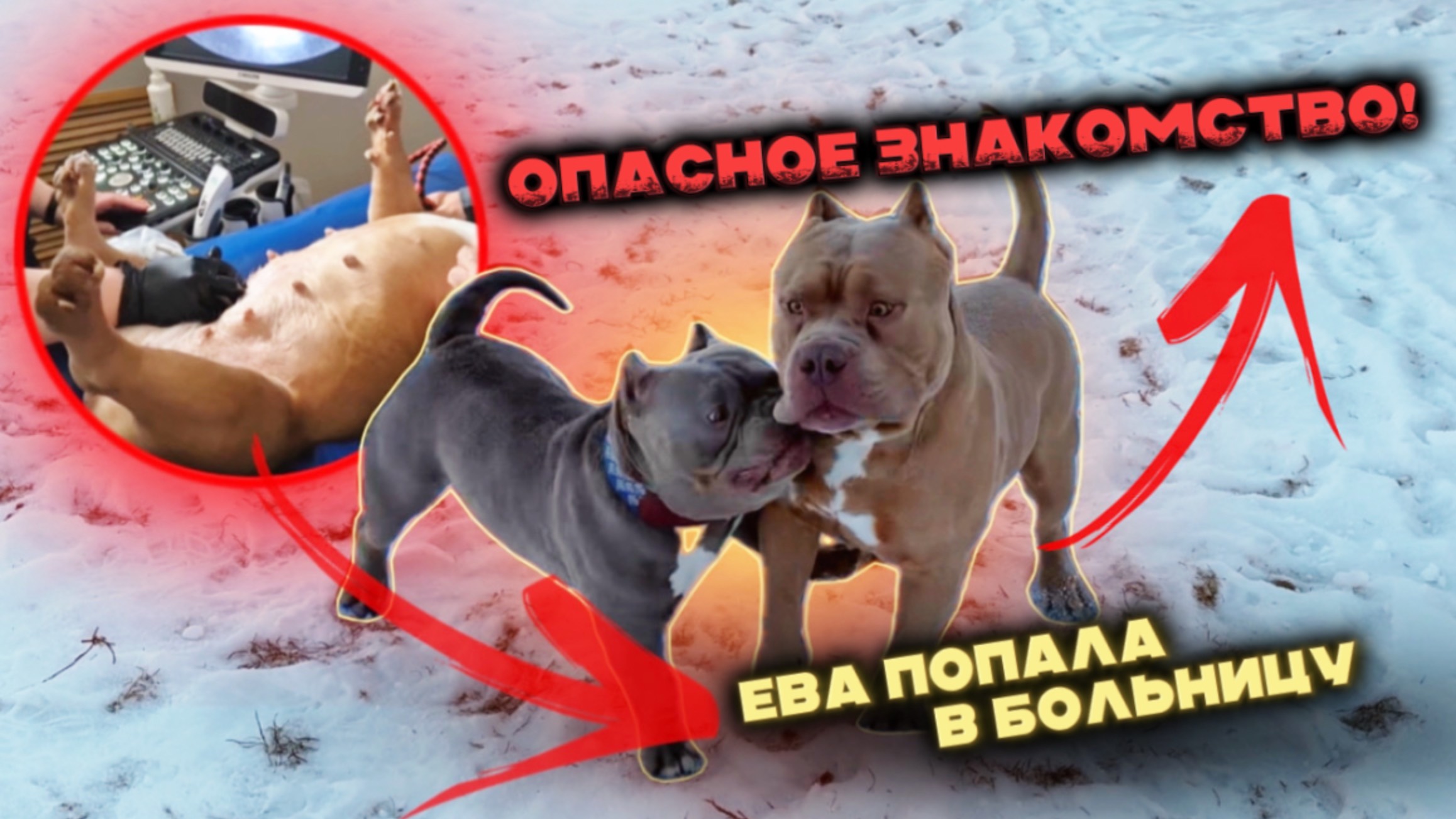 Учимся пресекать любую собачью драку. Почему наши собаки имеют крепкое здоровье и огромные мускулы?
