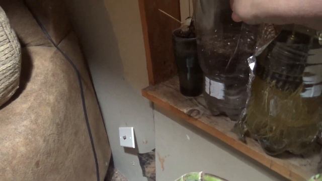 Using grow bags and self watering bottle to start seed for tomato celery peppers