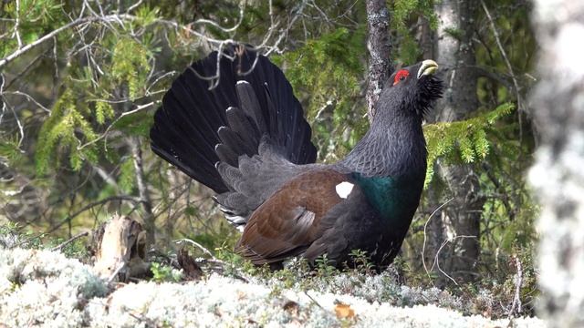 Разъярённый глухарь готовый лезть в драку смотреть онлайн