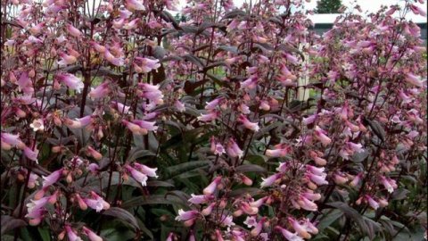 Чудесный МНОГОЛЕТНИК, рекомендовано зрителем. ПЕНСТЕМОН.