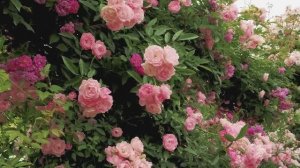 САДЫ ЯПОНИИ  РОЗОВЫЙ САД  НАКОНОДЗЕ ВЕСНОЙ Rose garden of Nakanojo Gardens 2023
