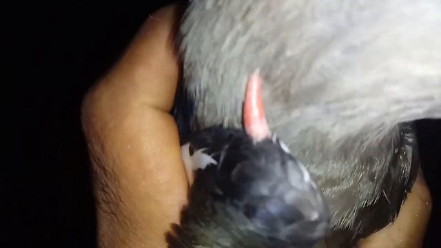 PEGUEI UM QUERO-QUERO COM AS MÃOS. смотреть онлайн