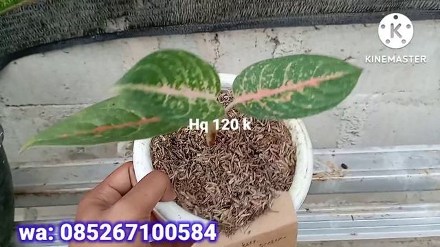 Harga Aglonema Turun drastis.. 80 rb dapat 20 batang смотреть онлайн