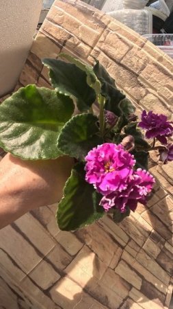 Фиалка Махровая петуния