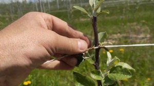 Фуджі Фубракс. на підщепі М9.  Розсадник у Вінницькій області