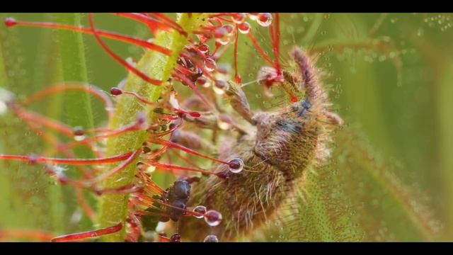 Top 15 Carnivorous Plants That Can Eat Animals | Top10 World смотреть онлайн