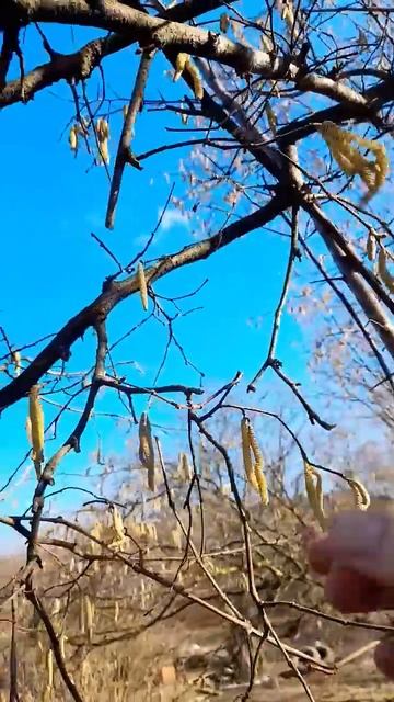 ❗️ФУНДУК ЗАЦВЕЛ. 25 ЯНВАРЯ❗️25.01.2025 #bee #пасека #пчеловодство #пчелы смотреть онлайн