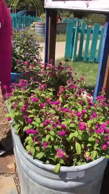 Plant Spotlight - Globe Amaranth смотреть онлайн