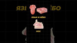 КАК ВЫБРАТЬ АНТИСЕПТИК ДЛЯ СВОЕЙ АПТЕЧКИ? 🏥 #наука #егэ2025 #факты #шортс #химия #аптечка #shorts