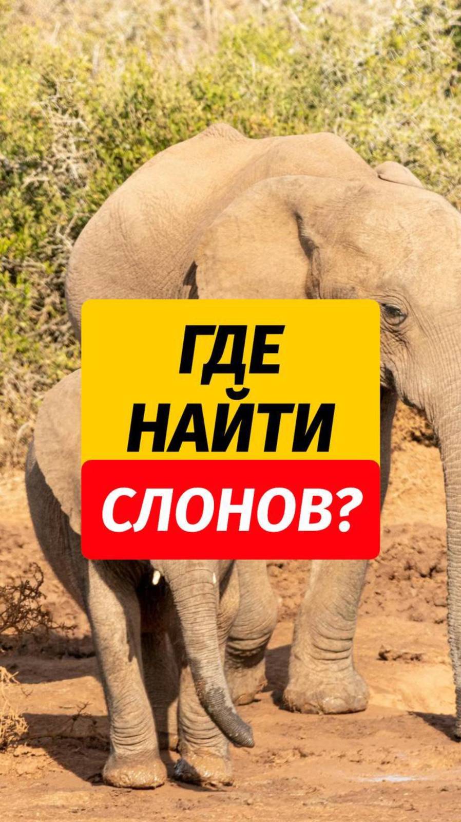 📍Сохраняйте топовые локации, где можно покормить 🐘 слонов   🙌🏼 Злесь больше полезностей про Таил