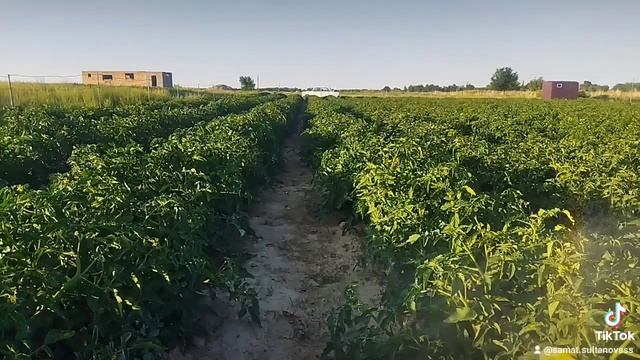 Қызанаққа тұрақты түрде құртқа қарсы дәрі шашып отыру керек құрттап кетпес үшін #қызанақ #томат смотреть онлайн