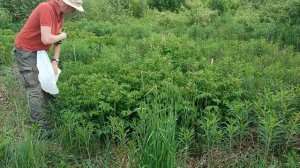 Первый сбор иван-чая и таволги для ферментации и приготовления чая. Май 2024 года.