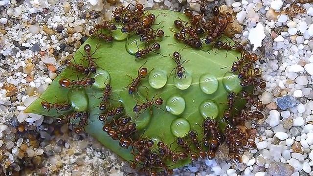 Manica rubida die Durstigen смотреть онлайн