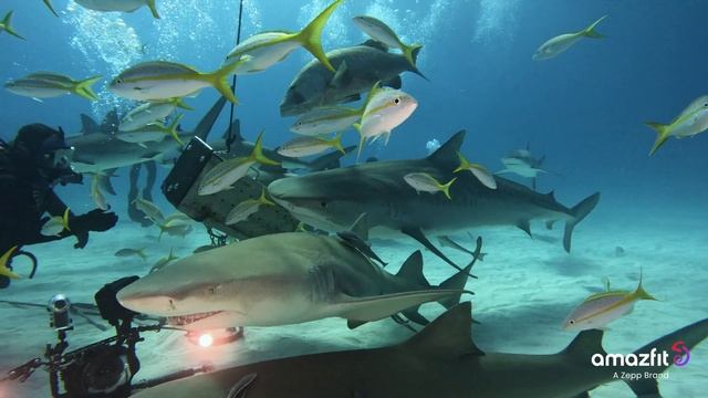 Swimming with Tiger Sharks: Amazfit T-Rex Ultra Saves the Dive! 🦈 Jeb Corliss Adventure