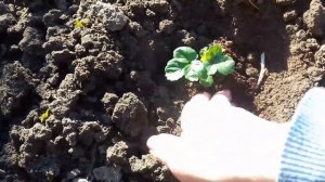 Выращивание клубники из семян .Отличный результат .