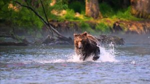 Медвежий край 4К 60fps / Bear country. 4K 60fps