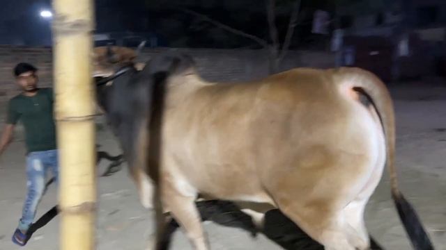 Rocky - Iconic Bull of Wealthtech Agro | Exclusive 2021 | The Home of Goru Lovers смотреть онлайн