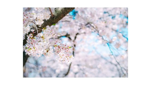 Fujifilm X-T3 + XF18-55mm F2.8-4 ETERNA【SAKURA】 смотреть онлайн