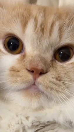 Котя
