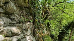 Крепость в тисо-самшитовой роще. Хоста, апрель 2024.