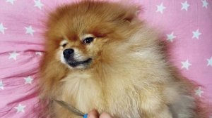 ASMR Шпиц | Уход за собакой | Персональный уход | СПА | Массаж | Макияж для собаки | Чистка