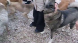 Мы в приют во Фролово 2024 год.