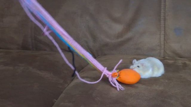 Борьба хомячков Funny Hamster / Наши хомячки вышли на прогулку / Наблюдение #2