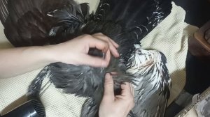 Таксидермия . Чучело глухаря #3. Самый трудоёмкий этап .