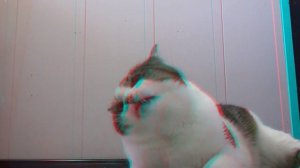 Кошка внутри вашего экрана 3D