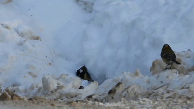 №4731 26 02 2024 Скоро весна смотреть онлайн