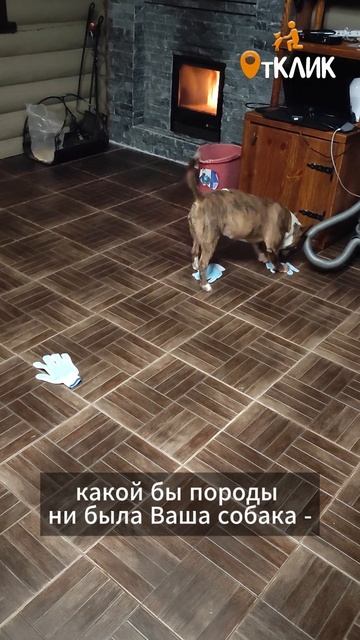 Ваша собака обладает уникальным обонянием. Раскройте ее способности!
