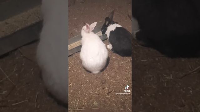 ճագար, նապաստակ,кролики смотреть онлайн