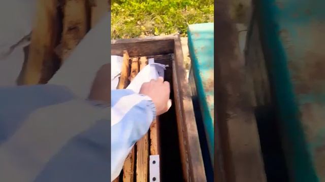 ❗️ГДЕ ПЧЁЛЫ? 31.10.2024 #bee #пчеловодство #пчелы #пасека смотреть онлайн