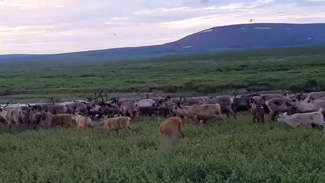 Оленеводство в суровых условиях на Севере России / Reindeer husbandry in Northern Russia