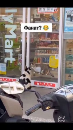котик фанат