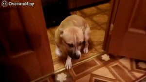 Подборка виноватых собак