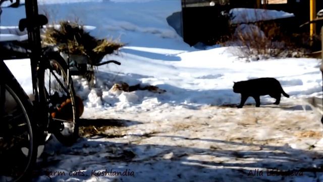 Siberian farm cats, Koshlandia, Iriska and Behemoth Ириска и Бегемот смотреть онлайн