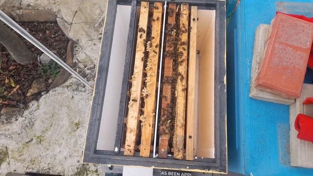 ПРО ИЗОЛЯТОРЫ. Выпускаем остальных маток. Ужимаем. #пасека #пчеловодство #хобби #пчелы смотреть онлайн