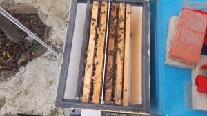 ПРО ИЗОЛЯТОРЫ. Выпускаем остальных маток. Ужимаем. #пасека #пчеловодство #хобби #пчелы