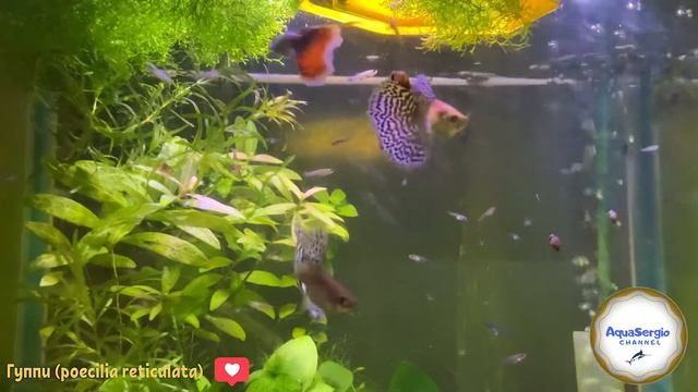Семья гуппи (guppy) смотреть онлайн