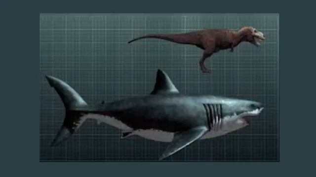 РАССКАЗЫВАЮ О "МЕГАЛОДОНЕ" МЕГАЛОДОН ЭТО ВИД ВЫМЕРШИХ ОКУЛ. ДЛИЛЬНОЙ ЗУБ МЕГОЛОДОНА ДО 18 СМ. смотреть онлайн